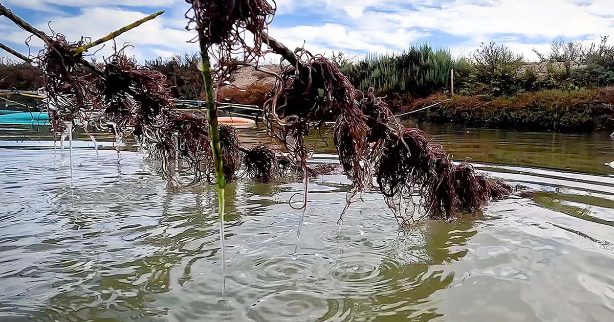Un centro tecnológico de El Puerto presenta avances en acuicultura sostenible tras un proyecto nacional de investigación