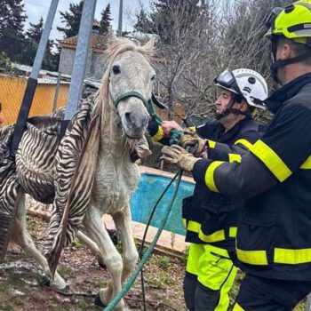 Rescatan a un caballo tras caer a una piscina en El Puerto