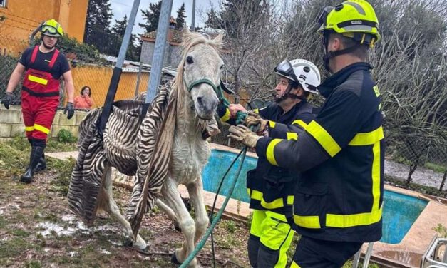 Rescatan a un caballo tras caer a una piscina en El Puerto