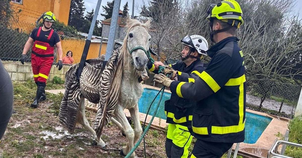 Rescatan a un caballo tras caer a una piscina en El Puerto