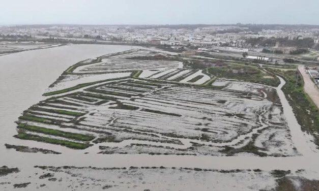 Las marismas portuenses actúan como dique natural ante el aumento del caudal del Guadalete