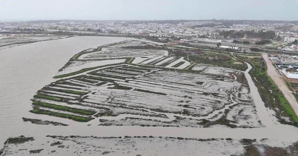 Las marismas portuenses actúan como dique natural ante el aumento del caudal del Guadalete