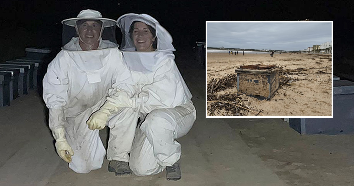 Las colmenas que aparecieron en Valdelagrana: la riada arrasa el negocio de una pareja apicultora