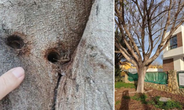 Denuncian la muerte provocada de un gran ficus en El Ancla