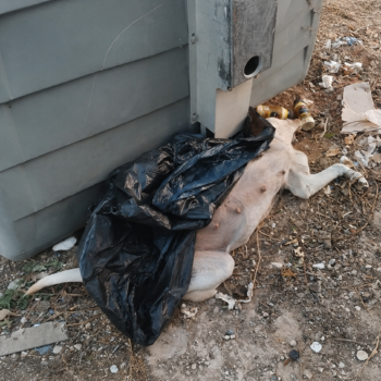 Hallado un perro muerto dentro de un contenedor en el Pinar del Coig, en El Puerto