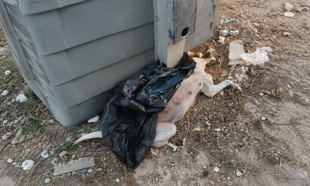 Hallado un perro muerto dentro de un contenedor en el Pinar del Coig, en El Puerto