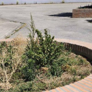 Las familias del CEIP José Luis Poullet reclaman retirar unos arriates tras el accidente sufrido por una alumna