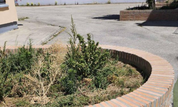 Las familias del CEIP José Luis Poullet reclaman retirar unos arriates tras el accidente sufrido por una alumna