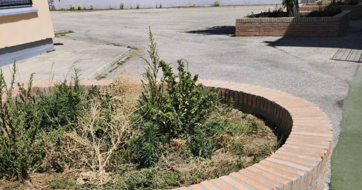 Las familias del CEIP José Luis Poullet reclaman retirar unos arriates tras el accidente sufrido por una alumna