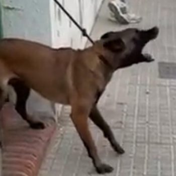 Retiran un perro implicado en varias mordeduras a vecinos en la calle Zarza