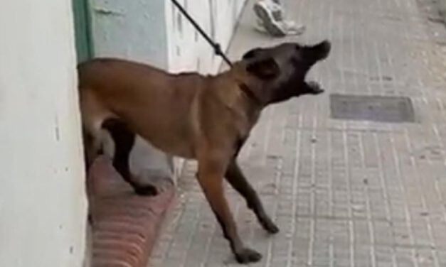 Retiran un perro implicado en varias mordeduras a vecinos en la calle Zarza