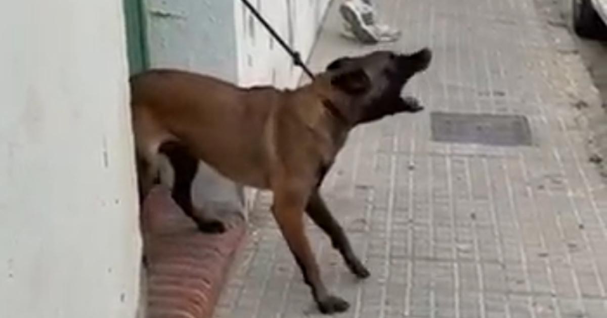 Retiran un perro implicado en varias mordeduras a vecinos en la calle Zarza