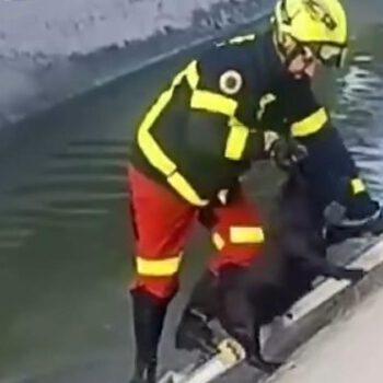 Dos perros son rescatados sanos y salvos tras caer a un canal junto a la A-2002