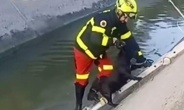 Dos perros son rescatados sanos y salvos tras caer a un canal junto a la A-2002