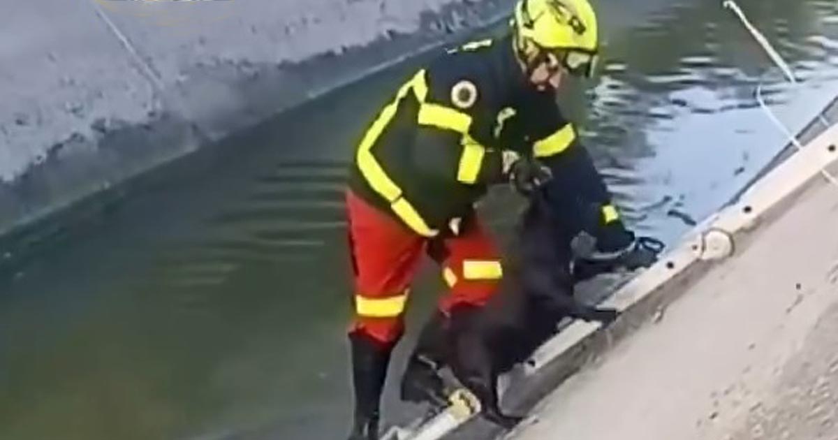Dos perros son rescatados sanos y salvos tras caer a un canal junto a la A-2002
