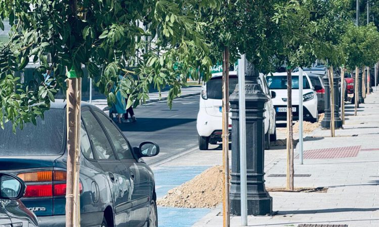 La Avenida de la Bajamar estrena nuevo arbolado tras su transformación integral