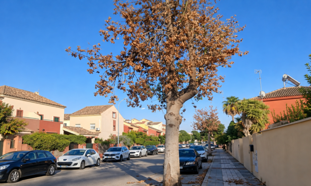 Denuncian un posible envenenamiento de dos árboles de más de 20 años en El Águila